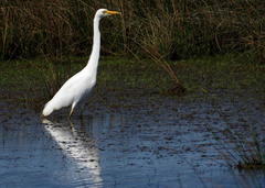 Ardea intermedia brachyrhyncha