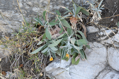 Hieracium tomentosum