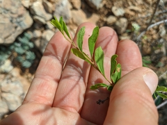 Spiraea hypericifolia