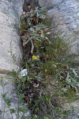 Hieracium tomentosum
