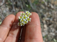 Spiraea hypericifolia
