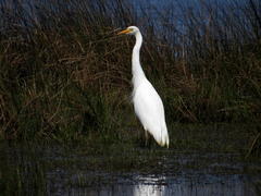 Ardea intermedia brachyrhyncha