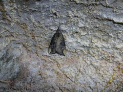 Hypena obesalis