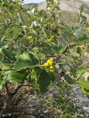 Aria umbellata