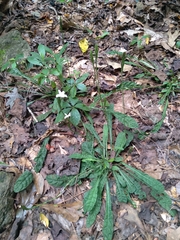 Elytraria caroliniensis