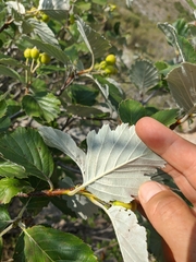 Aria umbellata