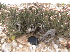 Frankenia fruticosa