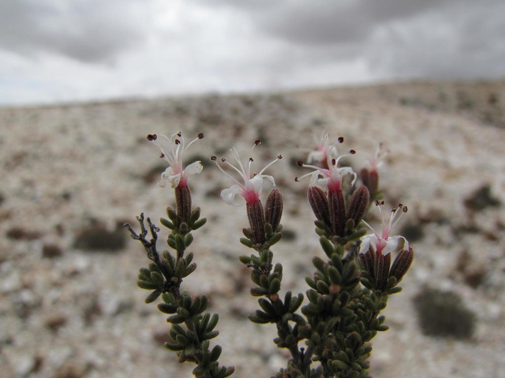 Quartz Sea Heath