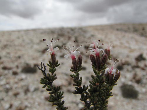 Quartz Sea Heath (Frankenia fruticosa)