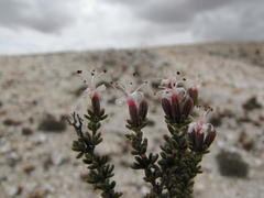 Frankenia fruticosa