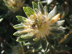 Phylica dioica