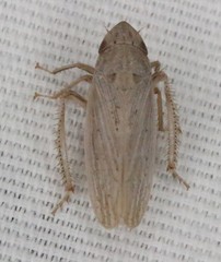 Prairiana