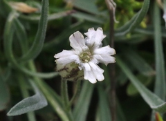Silene sargentii