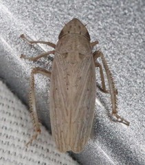 Prairiana