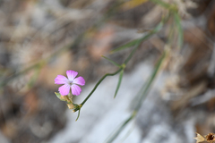 Dianthus gracilis