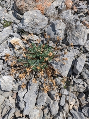 Euphorbia petrophila