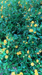 Kerria japonica