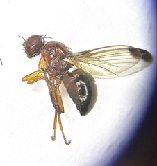 Mycetaulus bipunctatus