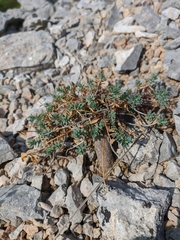Euphorbia petrophila