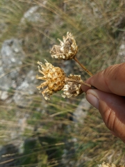 Centaurea orientalis