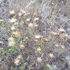 Centaurea trichocephala