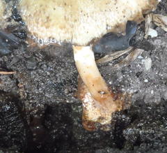 Inocybe muricellata