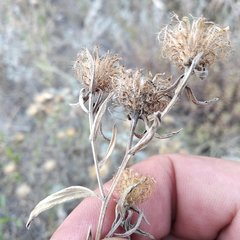 Centaurea trichocephala