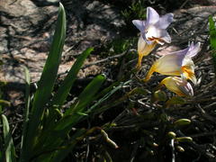 Freesia occidentalis