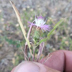 Centaurea trichocephala