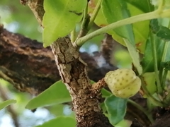 Magnoliopsida