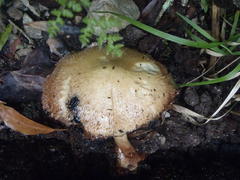 Inocybe muricellata