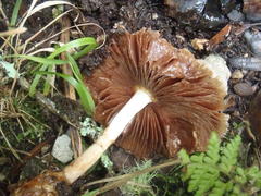 Inocybe muricellata