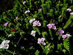 Euchaetis meridionalis