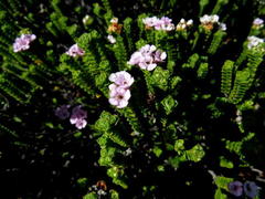 Euchaetis meridionalis