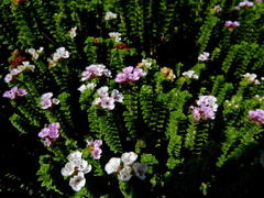 Euchaetis meridionalis
