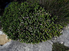 Euchaetis meridionalis