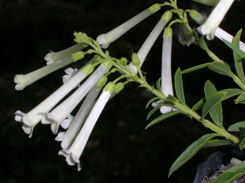 Teedieae