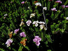 Euchaetis meridionalis