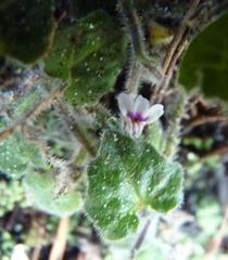 Lobelia ardisiandroides