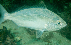 Gerres subfasciatus