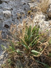 Takhtajaniantha crispa