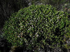 Euchaetis meridionalis