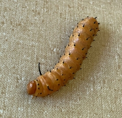 Anisota oslari