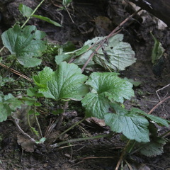 Geum rivale