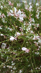 Magnoliopsida
