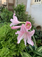 Hippeastrum reticulatum