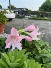 Hippeastrum reticulatum