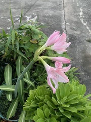 Hippeastrum reticulatum