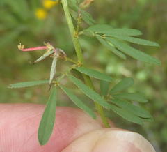 Indigofera stricta
