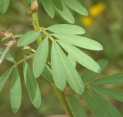 Indigofera stricta